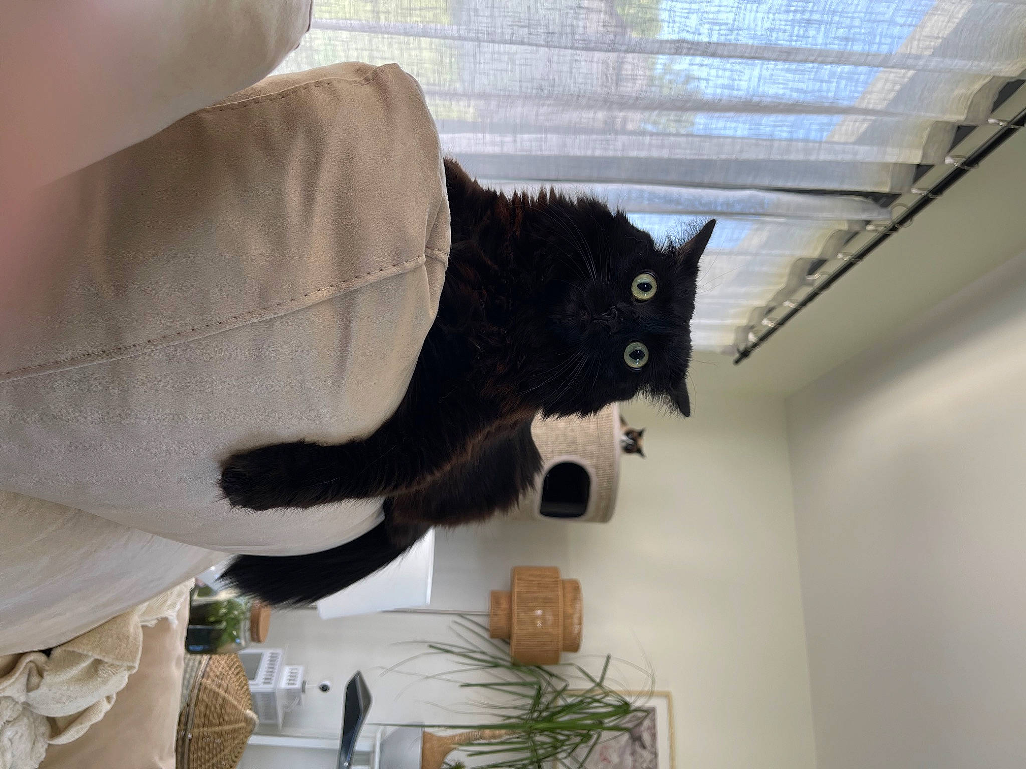 Chanelle participe au concours pour gagner de l'argent avec cette photo : bag, black_cat, bombay, carnivore, cat, comfort, domestic_short_haired_cat, felidae, fur, grey, house, houseplant, plant, room, small_to_medium_sized_cats, snout, tail, tree, whiskers, wood