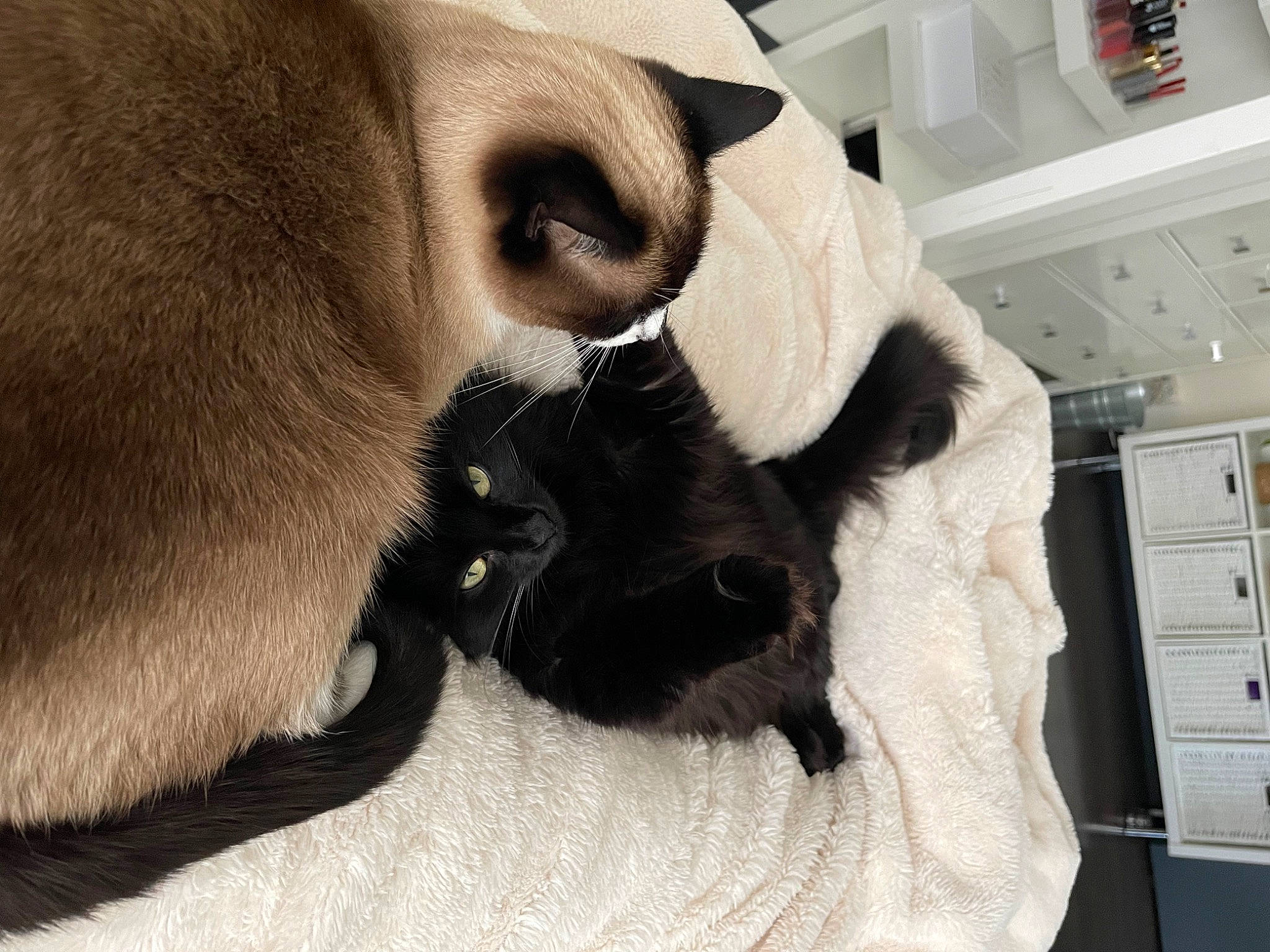 Chanelle participe au concours pour gagner de l'argent avec cette photo : cabinetry, carnivore, cat, chest_of_drawers, claw, comfort, companion_dog, dog_breed, drawer, fawn, felidae, fur, paw, shelf, siamese, small_to_medium_sized_cats, snout, tail, thai, whiskers