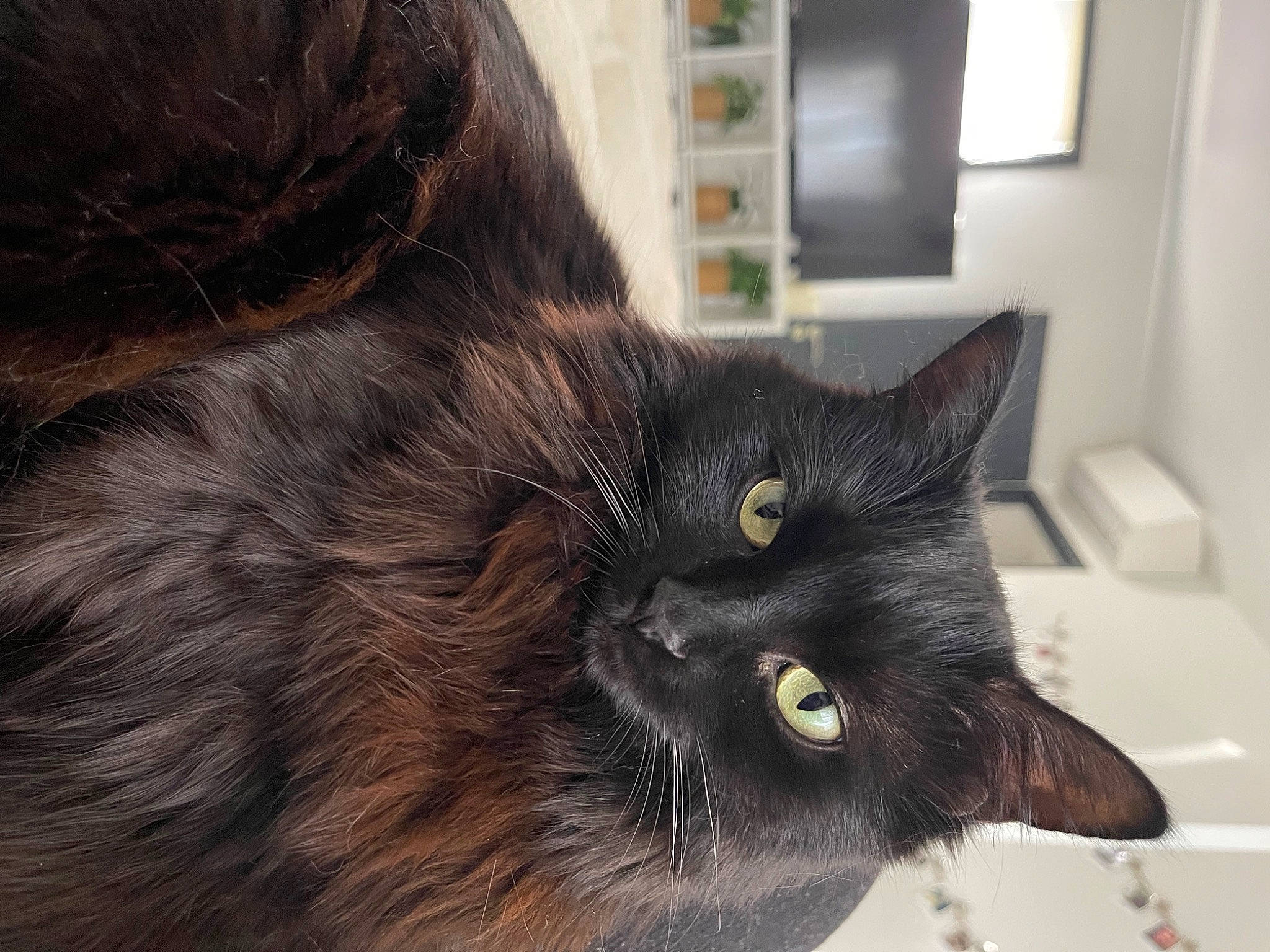 Chanelle a rejoint le concours — aidez-le/la à gagner de superbes lots ! black_cat, bombay, carnivore, cat, claw, domestic_short_haired_cat, ear, felidae, fur, liver, picture_frame, small_to_medium_sized_cats, snout, tail, terrestrial_animal, whiskers, window