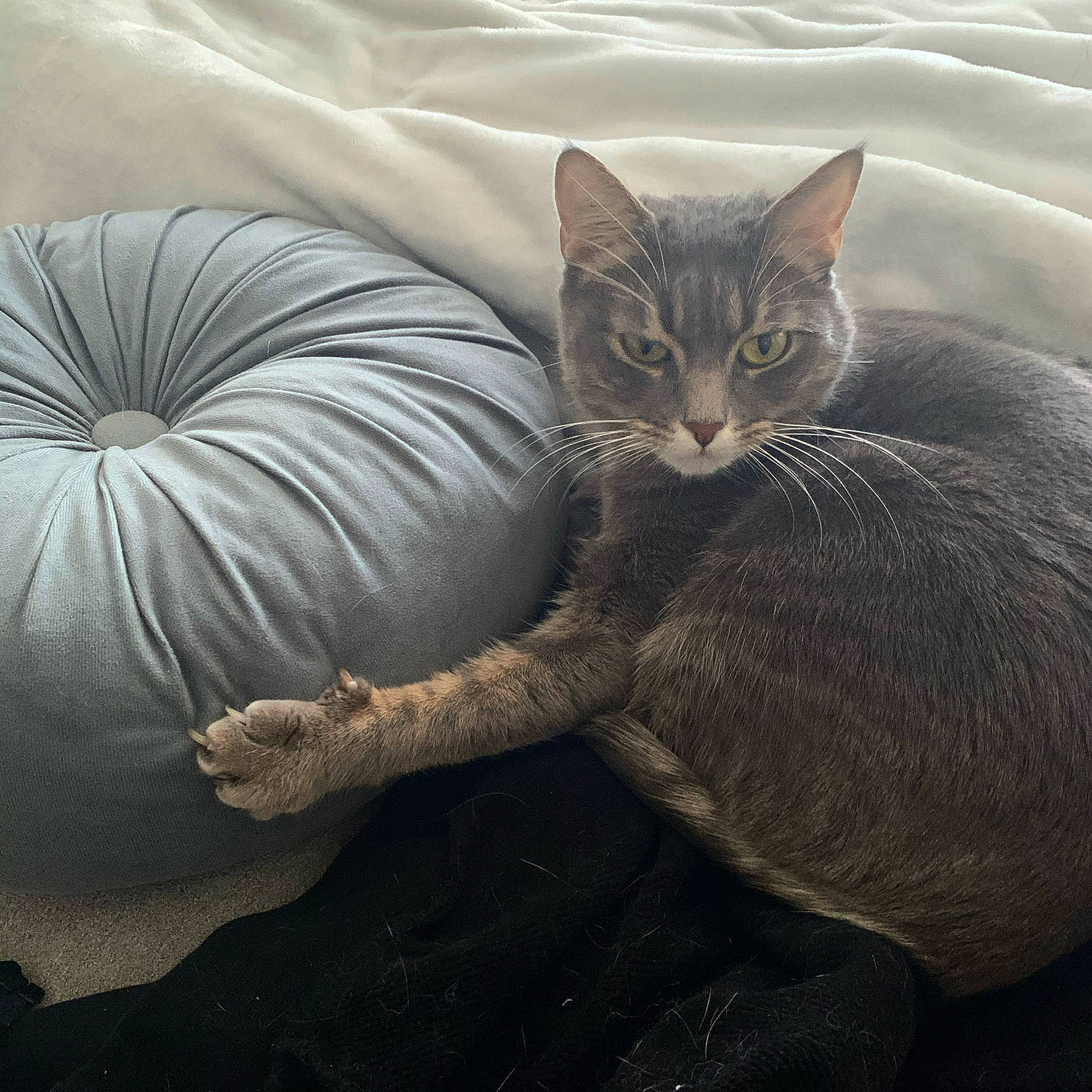 Duchesse a rejoint le concours — aidez-le/la à gagner de superbes lots ! calabaza, carnivore, cat, comfort, cucurbita, felidae, fur, gourd, grey, plant, pumpkin, sitting, small_to_medium_sized_cats, snout, tail, terrestrial_animal, tree, vegetable, whiskers, winter_squash