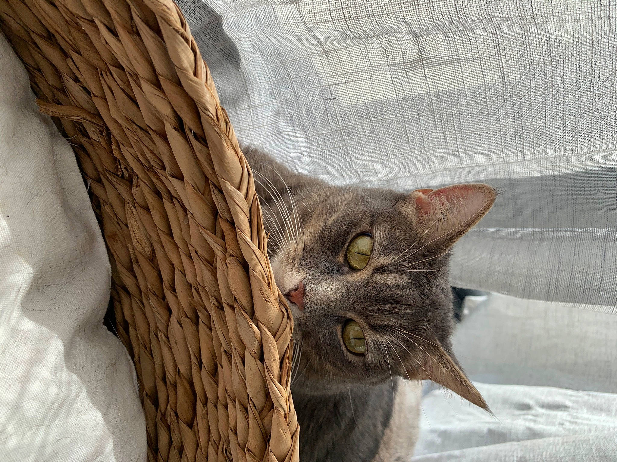 Duchesse a rejoint le concours — aidez-le/la à gagner de superbes lots ! carnivore, cat, domestic_short_haired_cat, door, felidae, fur, grey, house, plant, small_to_medium_sized_cats, snout, tail, terrestrial_animal, tree, trunk, twig, whiskers, wildlife, window, wood