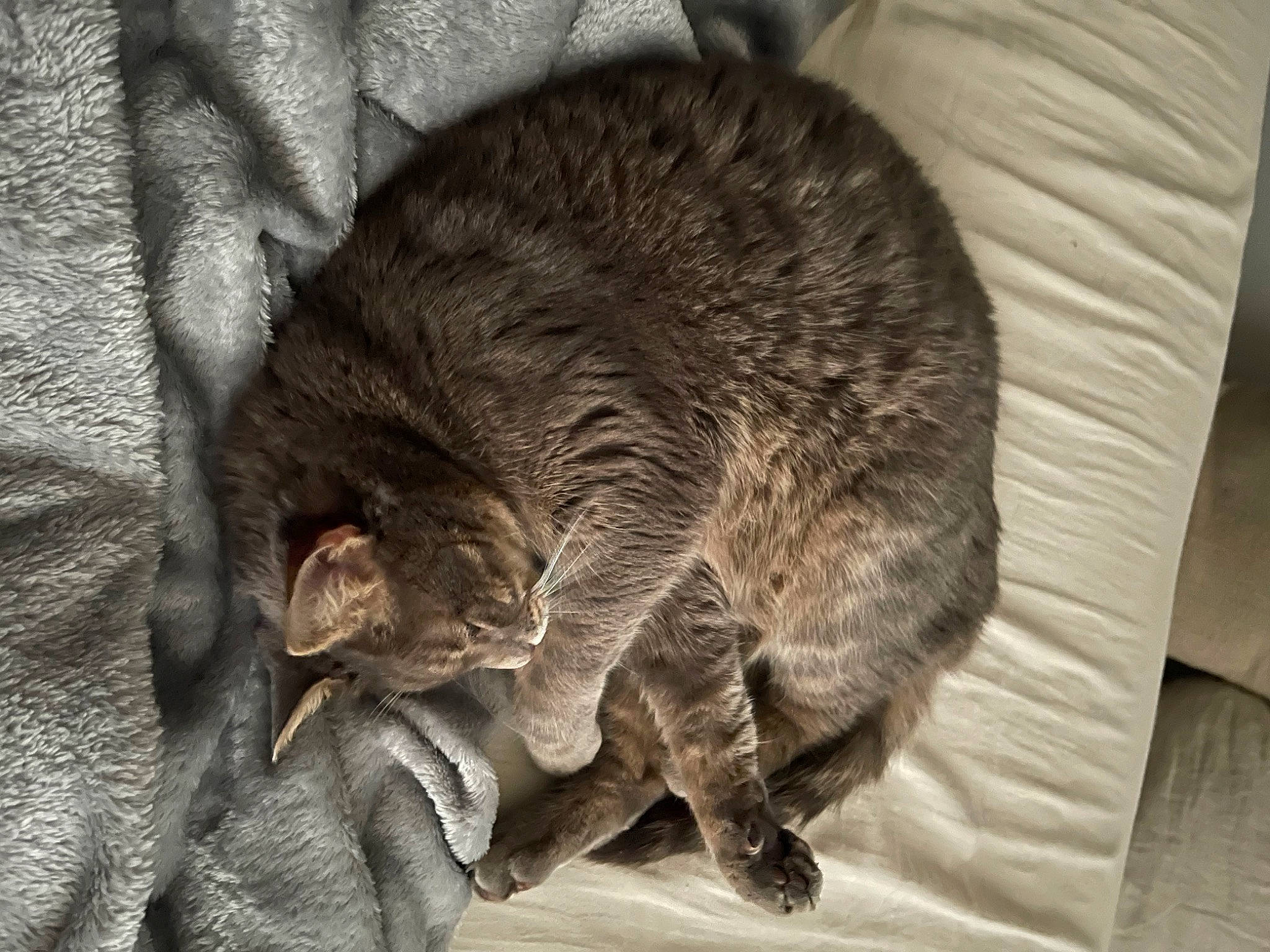 Duchesse participe au concours pour gagner de l'argent avec cette photo : carnivore, cat, claw, comfort, domestic_short_haired_cat, felidae, fur, grey, nap, paw, sleep, small_to_medium_sized_cats, snout, tail, terrestrial_animal, whiskers, wildlife