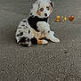 puppy, dog, blue_eyes, black_harness, asphalt, outdoor, cute, curious, sitting, fluffy, white_fur, black_spots, brown_spots, pet, young_dog, animal, canine, looking_back, playful, emojis