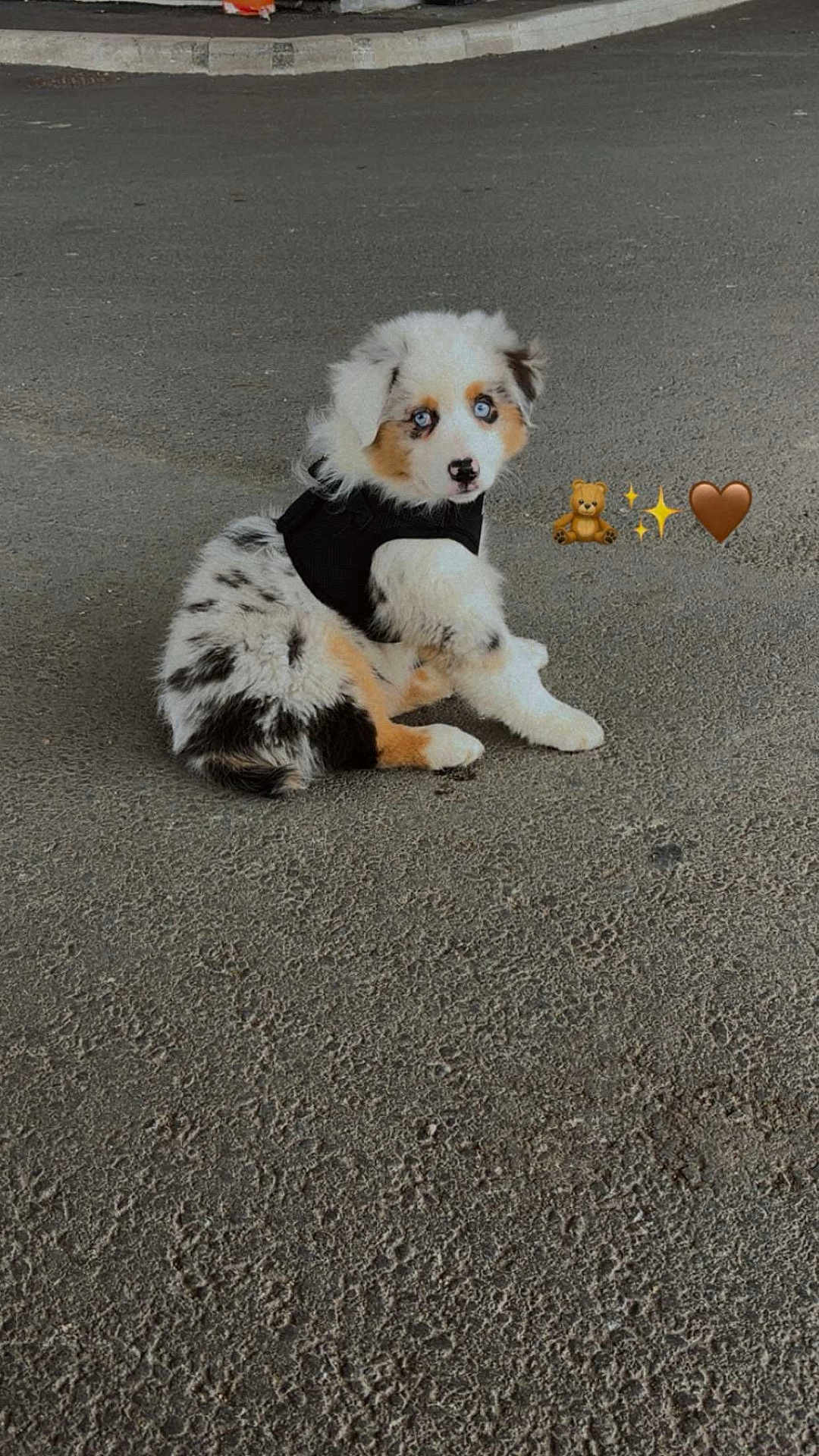 Ace participe au concours pour gagner de l'argent avec cette photo : puppy, dog, blue_eyes, black_harness, asphalt, outdoor, cute, curious, sitting, fluffy, white_fur, black_spots, brown_spots, pet, young_dog, animal, canine, looking_back, playful, emojis