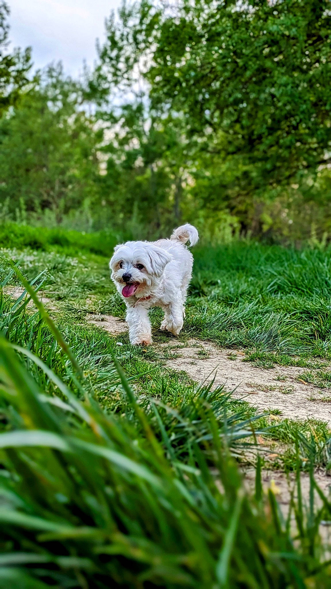 Nala a rejoint le concours — aidez-le/la à gagner de superbes lots ! carnivore, companion_dog, dog, dog_breed, fawn, garden, grass, labradoodle, lawn, mammal, plant, sky, small_terrier, sporting_group, tail, terrier, toy_dog, tree, vertebrate, water_dog