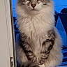 Gepetto participe au concours pour gagner de l'argent avec cette photo : cat, fluffy, window, sitting, evening, blue_sky, pet, animal, domestic, fur, whiskers, ears, tail, indoor, looking, cute, portrait, house, quiet, calm