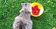 Gepetto a rejoint le concours — aidez-le/la à gagner de superbes lots ! animal, cat, closeup, colorful, daylight, fluffy, fur, garden, grass, gray_cat, greenery, leaf, nature, outdoor, pet, plant, red_berries, sitting, tail, yellow_bowl