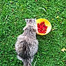 Gepetto a rejoint le concours — aidez-le/la à gagner de superbes lots ! cat, gray_cat, fluffy, grass, greenery, yellow_bowl, red_berries, outdoor, nature, animal, pet, fur, tail, sitting, closeup, daylight, colorful, garden, plant, leaf
