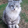 cat, fluffy, gray, white, sitting, grass, plants, flowers, outdoor, pet, animal, feline, nature, garden, fur, alert, cute, whiskers, ears, eyes