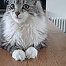 cat, fluffy, long_hair, gray, white, table, indoor, pet, animal, feline, curious, sitting, paws, close_up, domestic_cat, whiskers, ears, relaxed, home, fur