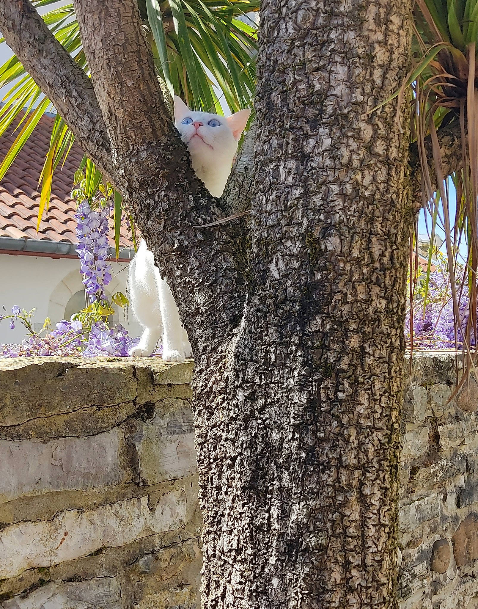 Perle a rejoint le concours — aidez-le/la à gagner de superbes lots ! adaptation, arecales, branch, building, facade, house, mammal, plant, plant_stem, rock, stone_wall, tail, tints_and_shades, tree, trunk, twig, wood