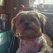 Cutie Pie is registered to the contest to win money with this photo: ambient_light, bandana, closeup, cozy, dog, eyes, floral_bandana, fur, indoor, jar, nose, paws, pet, portrait, quilted_blanket, sitting, small_dog, stuffed_toy, window, wooden_wall