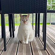 Mya a rejoint le concours — aidez-le/la à gagner de superbes lots ! cat, animal, pet, white_cat, blue_eyes, orange_patches, wicker_chair, wooden_deck, outdoor, nature, greenery, furniture, sitting, portrait, domestic_animal, calm, quiet, daylight, floor, legs