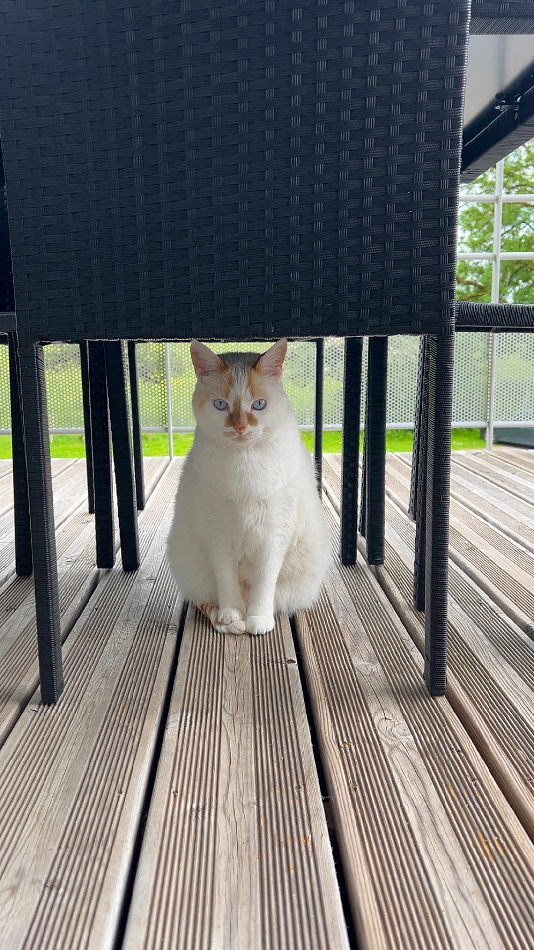 Mya a rejoint le concours — aidez-le/la à gagner de superbes lots ! cat, animal, pet, white_cat, blue_eyes, orange_patches, wicker_chair, wooden_deck, outdoor, nature, greenery, furniture, sitting, portrait, domestic_animal, calm, quiet, daylight, floor, legs