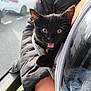 black_kitten, cat, pet, carrier, zipper, arm, person, window, car, street, daylight, fur, whiskers, open_mouth, wide_eyes, cute, indoor, holding, transport, animal
