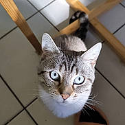 Baboosh a rejoint le concours — aidez-le/la à gagner de superbes lots ! cat, blue_eyes, tile_floor, wooden_furniture, slippers, indoor, pet, whiskers, looking_up, domestic_cat, striped_fur, close_up, curious, animal, floor_tiles, home, feline, cute, light_and_shadow, household
