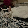 cat, sleeping, white_cat, black_markings, bed, blanket, zebra_pattern, indoor, cozy, pet_carrier, radiator, fur, animal, resting, closeup, domestic_cat, quiet, calm, soft_light, feline