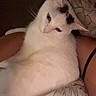 cat, white_cat, black_markings, pet, animal, indoor, blanket, patterned_blanket, resting, relaxed, fur, whiskers, cute, sleepy, close_up, domestic_cat, feline, soft_lighting, comfort, cozy