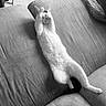 cat, feline, pet, couch, sofa, relaxing, stretched_out, black_and_white, indoor, cozy, blanket, toy, tile_floor, paws, fur, whiskers, cute, animal, resting, playful