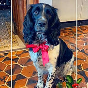 Ubie a rejoint le concours — aidez-le/la à gagner de superbes lots ! dog, black_and_white, bow, red_bow, tile_floor, kitchen, indoor, festive, holiday, snow_effect, decoration, pet, sitting, portrait, animal, canine, cute, calm, domestic, frame