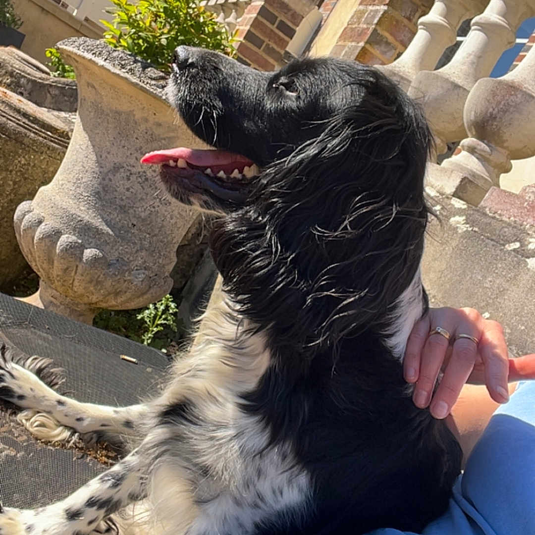 Ubie participe au concours pour gagner de l'argent avec cette photo : dog, black_and_white, pet, outdoor, sunny, panting, person, hand, plant, stone_planter, balustrade, jeans, blue_shirt, fur, tongue, happy, relaxing, architecture, daylight, companion