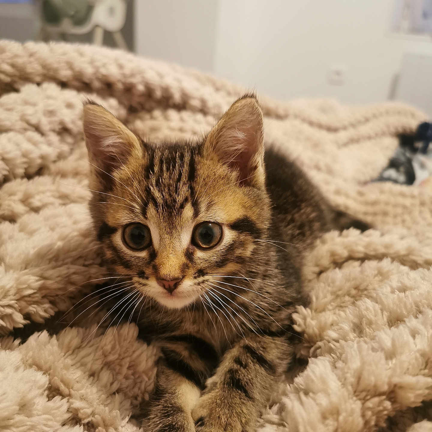 Tigrou participe au concours pour gagner de l'argent avec cette photo : animal, blanket, cat, cozy, curious, cute, domestic_cat, ears, face, fluffy, fur, indoor, kitten, paws, pet, resting, small, tabby, whiskers, young
