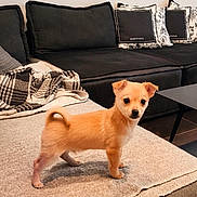 Napoléon a rejoint le concours — aidez-le/la à gagner de superbes lots ! animal, blanket, carpet, couch, curious, cute, dog, ears, eyes, floor, fur, indoor, living_room, pet, pillows, puppy, small_dog, standing, table, tan_dog