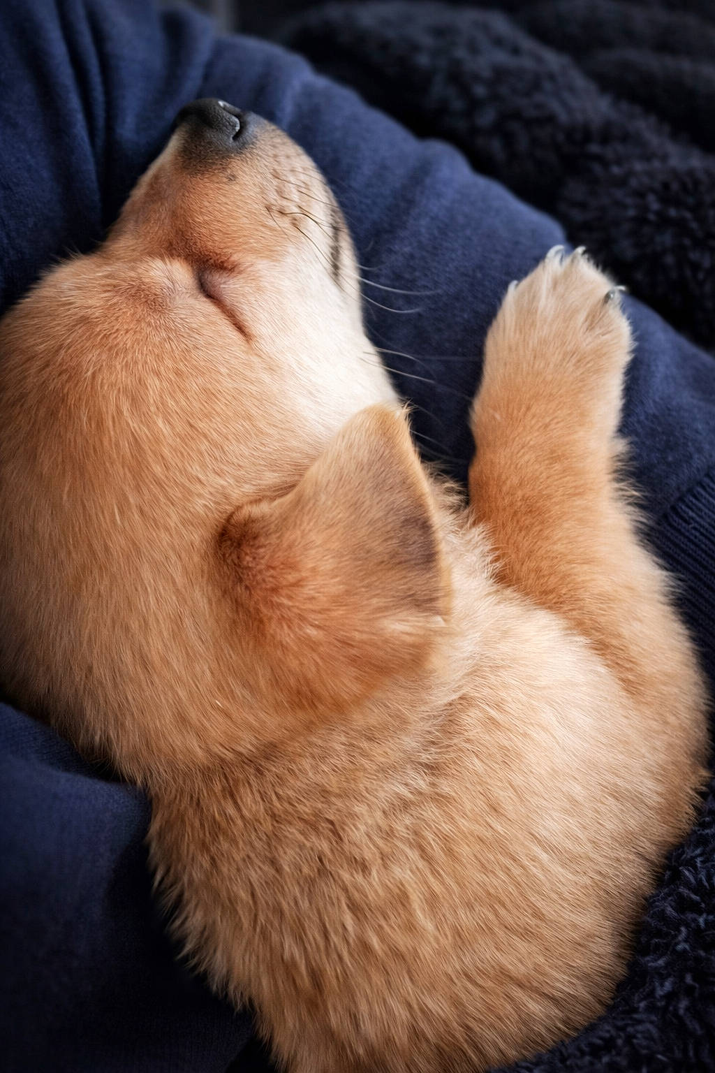 adorable, animal, blanket, close_up, cozy, cute, dog, fur, indoor, mammal, paw, pet, puppy, relaxed, resting, sleeping, snuggled, soft, warm, young_dog
