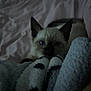 animal, bed, blanket, blue_eyes, cat, closeup, cozy, cute, dark, fur, indoor, kitten, peeking, pet, resting, shadow, siamese, sleepy, soft, young