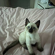 Phantom participe au concours pour gagner de l'argent avec cette photo : kitten, cat, siamese, pet, animal, indoor, bed, blanket, pink, fur, young, cute, curious, whiskers, ears, tail, paws, domestic, mammal, resting