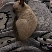 Phantom a rejoint le concours — aidez-le/la à gagner de superbes lots ! animal, calm, cozy, curled_up, cute, domestic_cat, fleece_blanket, fur, indoor, kitten, patterned_blanket, peaceful, pet, relaxation, resting, sleeping, small_animal, soft_texture, warm, young_cat
