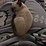 animal, calm, cozy, curled_up, cute, domestic_cat, fleece_blanket, fur, indoor, kitten, patterned_blanket, peaceful, pet, relaxation, resting, sleeping, small_animal, soft_texture, warm, young_cat