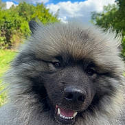 Urus a rejoint le concours — aidez-le/la à gagner de superbes lots ! dog, fluffy, smiling, outdoor, nature, greenery, blue_sky, clouds, portrait, canine, fur, happy, close_up, sunlight, animal, pet, cute, nose, eyes, tongue
