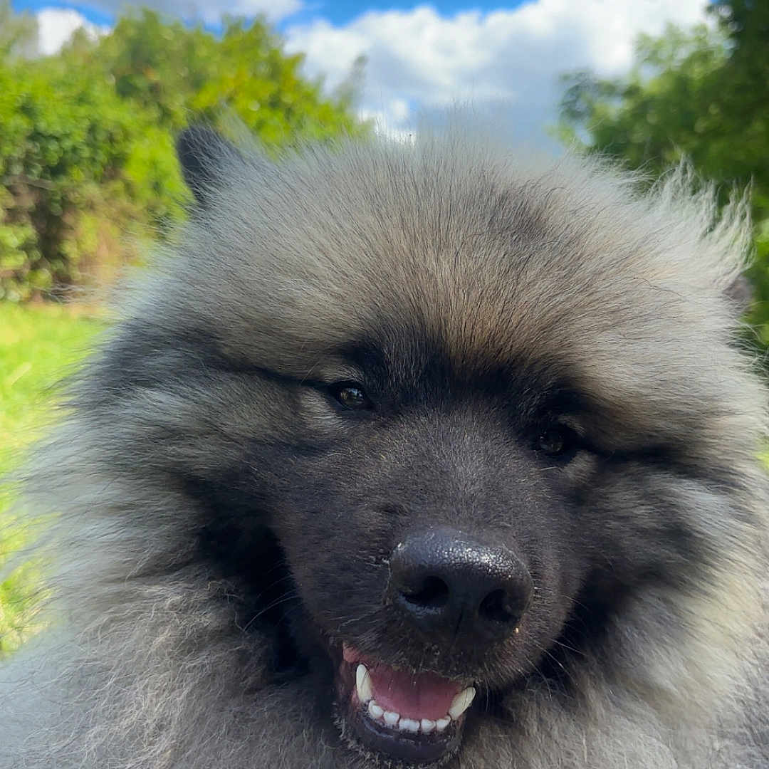 Urus a rejoint le concours — aidez-le/la à gagner de superbes lots ! animal, blue_sky, canine, close_up, clouds, cute, dog, eyes, fluffy, fur, greenery, happy, nature, nose, outdoor, pet, portrait, smiling, sunlight, tongue