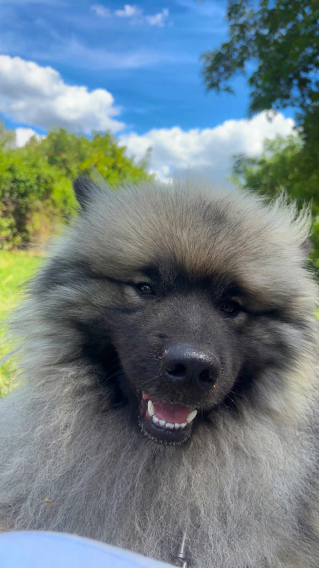 Urus a rejoint le concours — aidez-le/la à gagner de superbes lots ! dog, fluffy, smiling, outdoor, nature, greenery, blue_sky, clouds, portrait, canine, fur, happy, close_up, sunlight, animal, pet, cute, nose, eyes, tongue