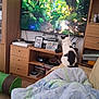 Chéri participe au concours pour gagner de l'argent avec cette photo : cat, television, living_room, blanket, wooden_furniture, photo_frames, clock, cushion, remote_control, indoor, electronics, animal, black_and_white_cat, sitting, watching, decor, shelf, household, relaxation, daytime