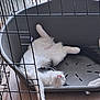 Chéri participe au concours pour gagner de l'argent avec cette photo : cat, pet_bed, cage, relaxed, fluffy, white_cat, black_spots, indoor, sleeping, animal, fur, nose, whiskers, paw, floor, resting, cozy, cute, home, pet