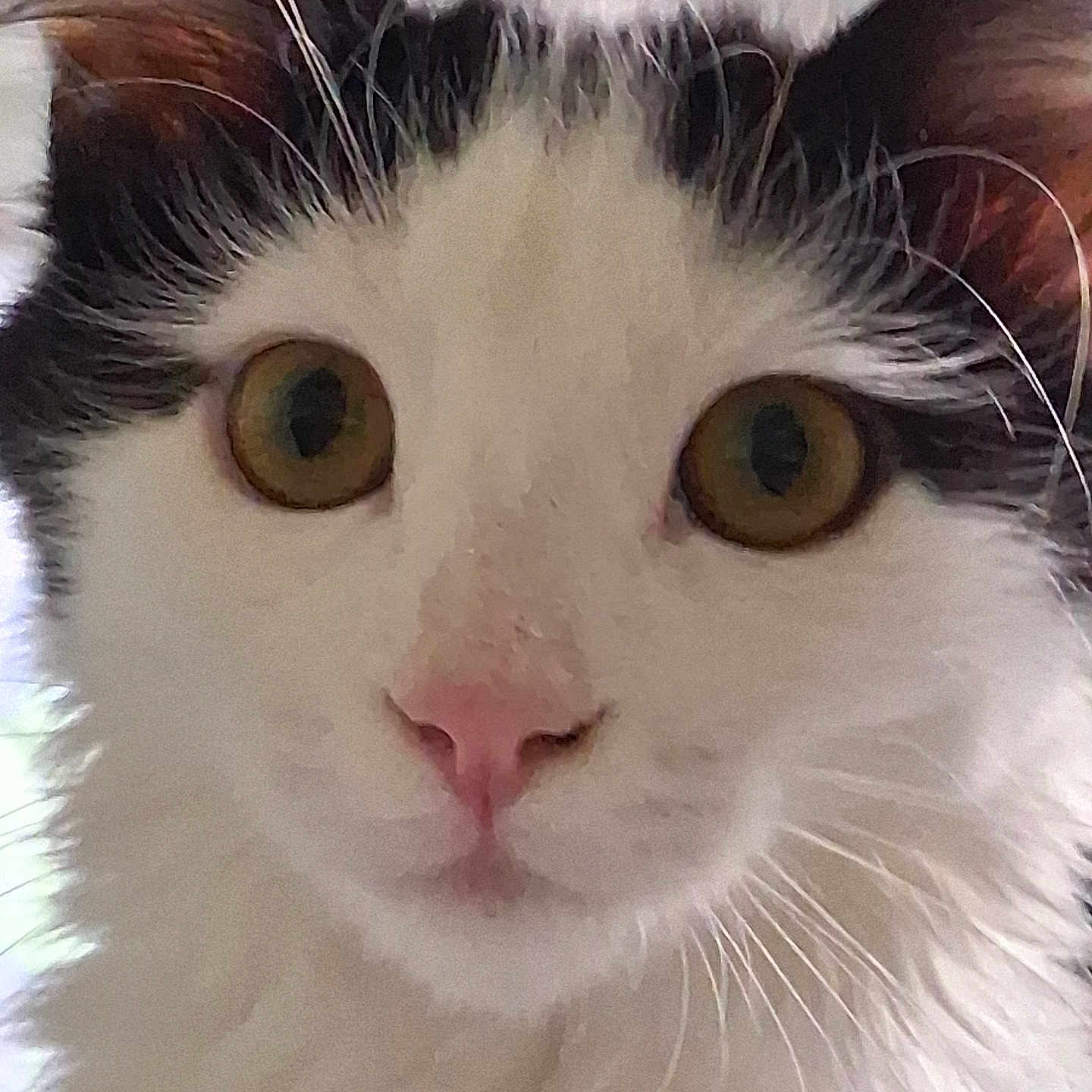 Chéri participe au concours pour gagner de l'argent avec cette photo : animal, black_fur, cat, close_up, curious, cute, domestic_cat, ears, face, feline, fluffy, golden_eyes, indoor, looking, nose, pet, portrait, soft_light, whiskers, white_fur