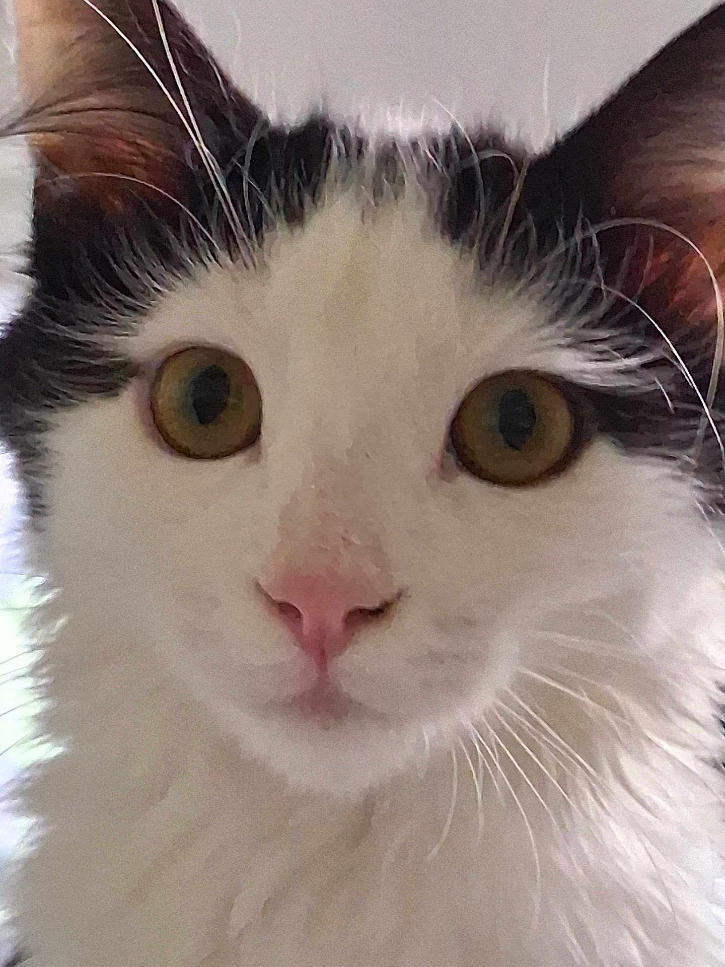 Chéri participe au concours pour gagner de l'argent avec cette photo : cat, close_up, white_fur, black_fur, golden_eyes, whiskers, pet, animal, face, curious, indoor, soft_light, feline, ears, nose, portrait, cute, fluffy, domestic_cat, looking