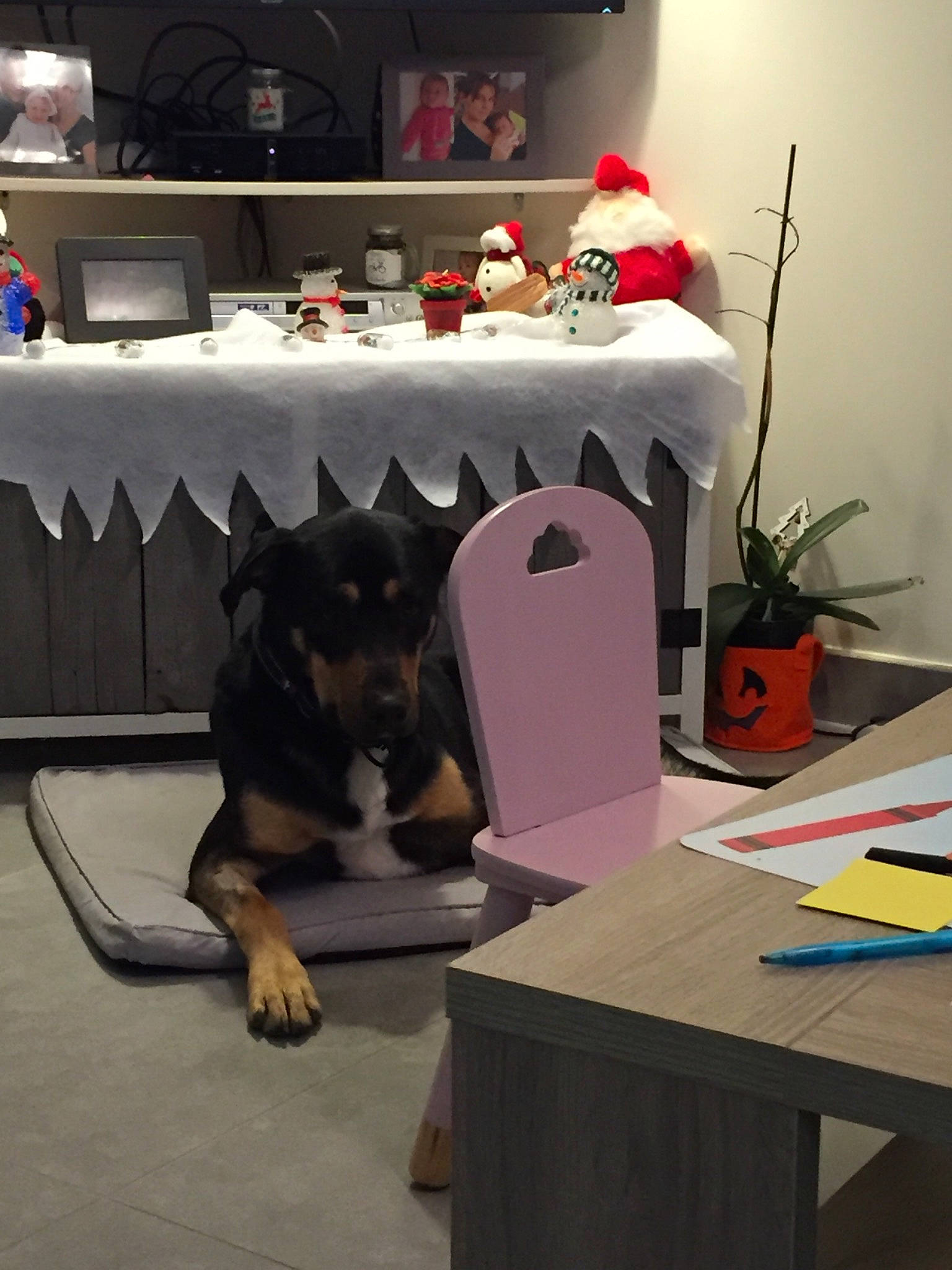 Olaf participe au concours pour gagner de l'argent avec cette photo : canidae, carnivore, dog, dog_breed, german_shepherd_dog, manchester_terrier, person