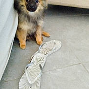 Winny a rejoint le concours — aidez-le/la à gagner de superbes lots ! animal, brown_dog, canine, couch, cute, dog, domestic_animal, flip_flop, floor, fur, furry, home, indoor, pet, pet_indoor, puppy, shoe, sitting, small_dog, tile_floor