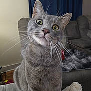 Tigger joined the competition — help win amazing prizes! cat, grey_tabby, whiskers, curious, indoor, furniture, blanket, couch, pet, animal, closeup, domestic_cat, living_room, soft_focus, ears, fur, eyes, nose, seated