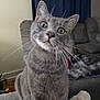 cat, grey_tabby, whiskers, curious, indoor, furniture, blanket, couch, pet, animal, closeup, domestic_cat, living_room, soft_focus, ears, fur, eyes, nose, seated