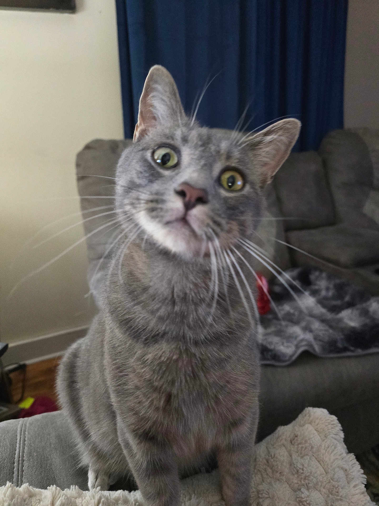 Tigger joined the competition — help win amazing prizes! cat, grey_tabby, whiskers, curious, indoor, furniture, blanket, couch, pet, animal, closeup, domestic_cat, living_room, soft_focus, ears, fur, eyes, nose, seated