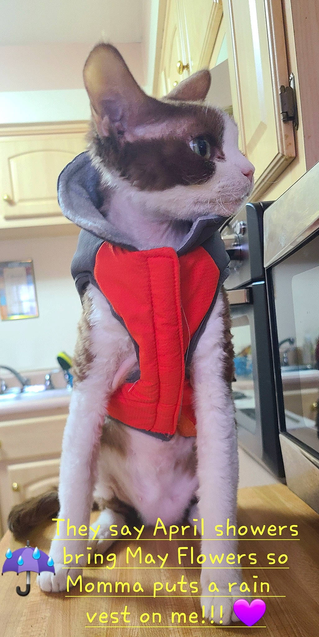 Zoey Valentina joined the competition — help win amazing prizes! carnivore, cat, costume, costume_hat, dog_breed, domestic_short_haired_cat, fawn, felidae, fictional_character, fur, fur_clothing, mascot, picture_frame, plush, small_to_medium_sized_cats, snout, stuffed_toy, tail, whiskers, witch_hat