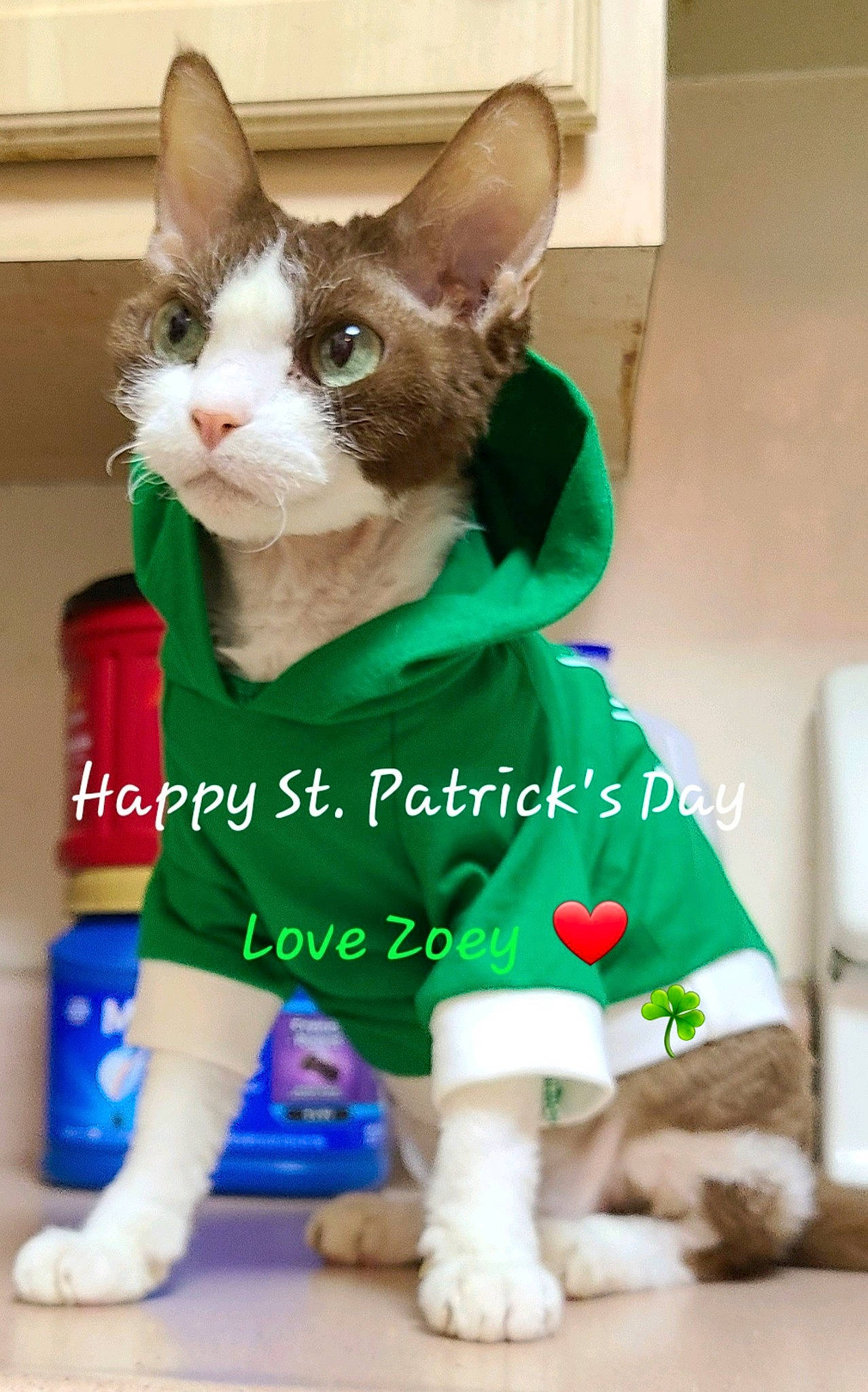 Zoey Valentina is registered to the contest to win money with this photo: carnivore, cat, collar, companion_dog, dog_supply, domestic_short_haired_cat, event, felidae, fur, pattern, paw, pet_supply, photo_caption, small_to_medium_sized_cats, snout, tail, whiskers, white