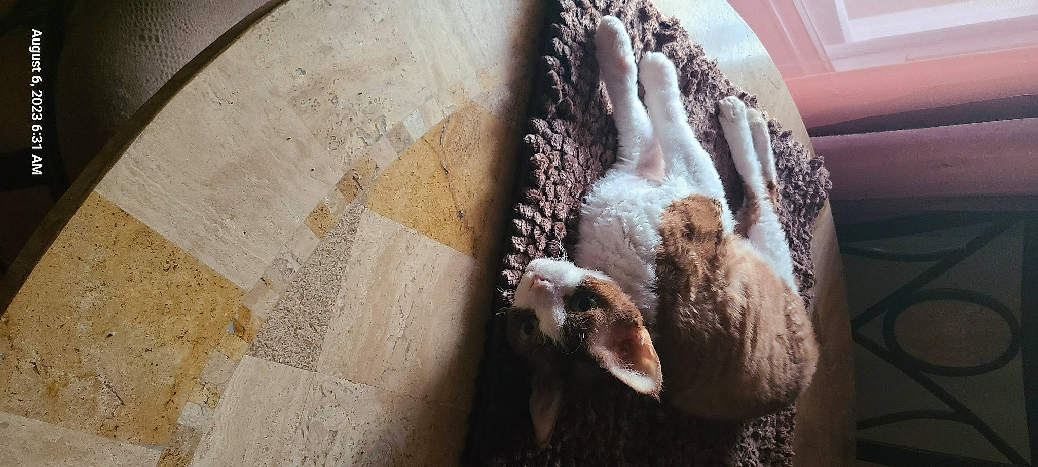 Zoey Valentina joined the competition — help win amazing prizes! beak, canidae, carnivore, comfort, companion_dog, concrete, dog, dog_breed, fawn, feather, flooring, fur, livestock, snout, sporting_group, tail, terrestrial_animal, window, wood, working_animal