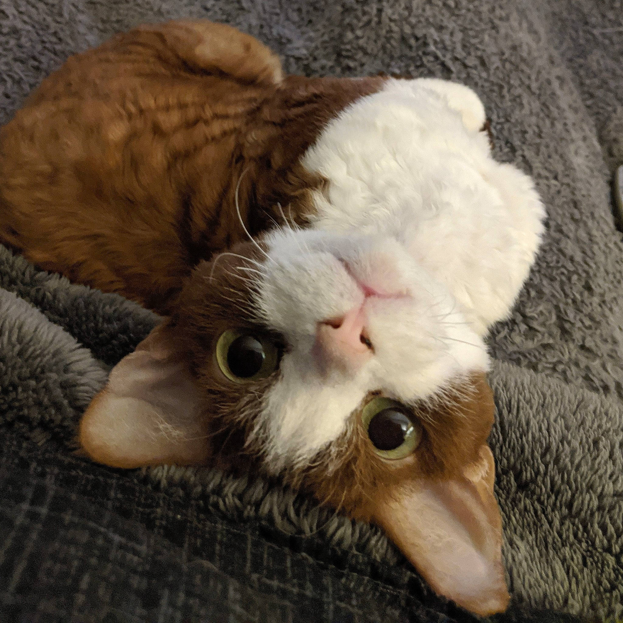 Zoey Valentina joined the competition — help win amazing prizes! carnivore, cat, claw, comfort, domestic_short_haired_cat, eye, fawn, felidae, fur, paw, small_to_medium_sized_cats, tail, terrestrial_animal, whiskers, wood