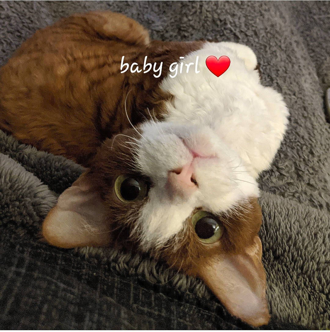 Zoey Valentina is registered to the contest to win money with this photo: carnivore, cat, claw, comfort, domestic_short_haired_cat, fawn, felidae, fur, love, paw, photo_caption, rectangle, small_to_medium_sized_cats, snout, tail, whiskers