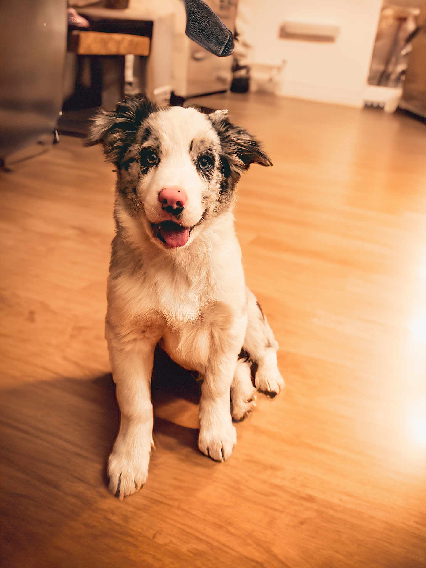 Rocky joined the competition — help win amazing prizes! dog, puppy, merle, indoor, wooden_floor, sitting, tongue_out, happy, cute, pet, fur, paws, nose, eyes, portrait, home, living_room, adorable, smile, young